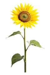 Fototapeta premium A single vibrant yellow sunflower stands tall on its green stem with large leaves, perfectly isolated for summer marketing.