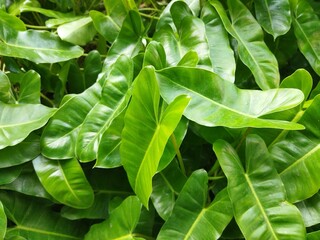 Fototapeta premium close up of green leaves in hearth shape