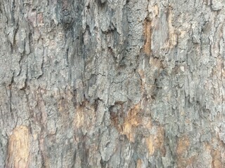 Obraz premium texture of old tree bark