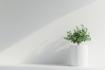 Obraz premium Green Plant in White Pot Against White Wall with Sunlight