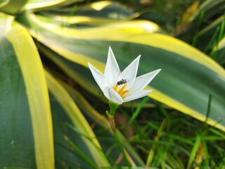 Insect on a white tulip flower, fly, close up view, macro perspective 
