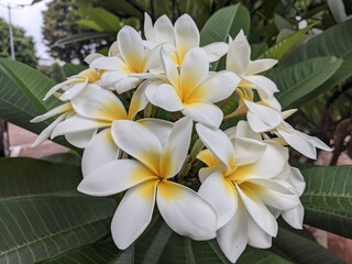 Obraz premium white frangipani plumeria flower in close up view