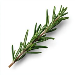Fototapeta premium A photostock of a sprig of fresh rosemary, isolated on a clean white background, aromatic and natural, High Quality