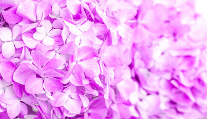 Lilac flowers close up. Bouquet of purple flowers. City flower beds, a beautiful and well-groomed garden with flowering bushes.
