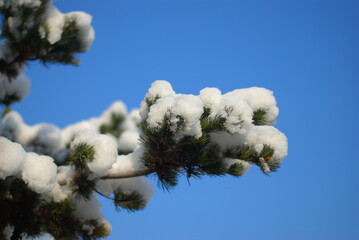 바란 하늘과 소나무 위에 흰 눈