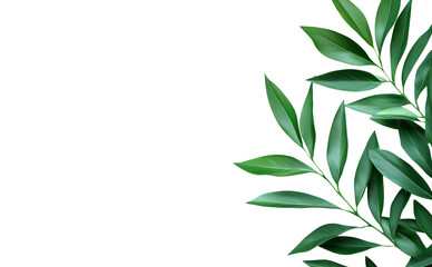 Green Leafy Branch Isolated on Transparent Background for Design