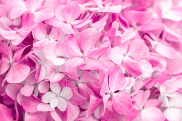 Pink flowers close up. Bouquet of purple flowers. City flower beds, a beautiful and well-groomed garden with flowering bushes.