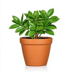 A photostock of a traditional terracotta flower pot, isolated on a white background, earthy and simple, High Quality
