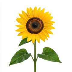 Obraz premium A photostock of a vibrant yellow sunflower with lush green leaves, isolated on a clean white background, cheerful and natural, High Quality