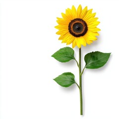 A photostock of a vibrant yellow sunflower with lush green leaves, isolated on a clean white background, cheerful and natural, High Quality