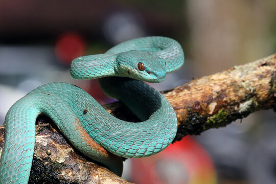snake in a tree