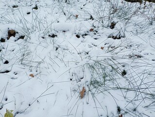 Thin stalks of forest green grass visible through a thin layer of snow. Forest winter backgrounds with snow and long stalks of grass.