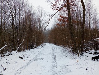 Snowfall in the forest. A straight forest road in winter leading into the thick of a dense forest. Dense bushes and trees grow on both sides of the road.