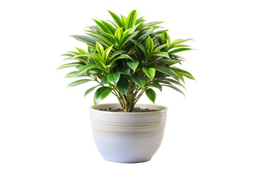 Obraz premium cactus in a pot