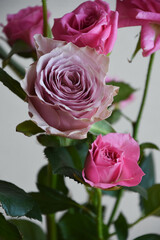 紫とピンクのばら