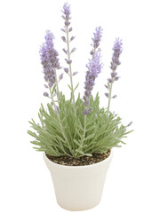 Obraz premium Lavender (Lavandula angustifolia) Lavender is widely used in the Middle East for its fragrant purple flowers and aromatic foliage. It