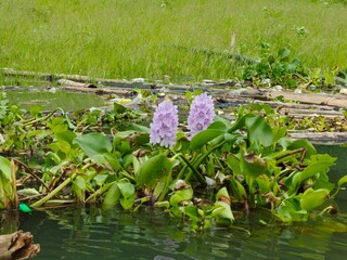 Water hyacinth flowers on a swamp with rice fields in the village as a background