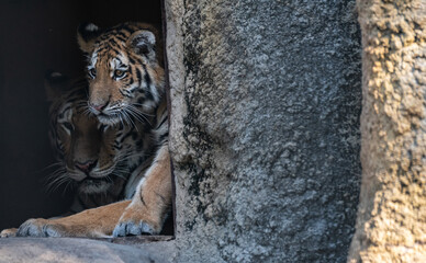 歩くアムールトラ