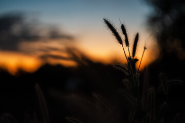 wheat field at sunset