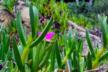 Spring Flora in Vibrant Bloom: Coastal Nature's Serenity for Posters and Wall Art
