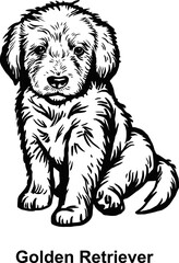 Puppy Golden Retriever - Dog Breed, Puppy Breed Vector File, detailed vector