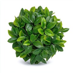 Fototapeta premium A photostock of a round green topiary ball made of fresh leaves, isolated on a clean white background, eco-friendly and decorative, High Quality