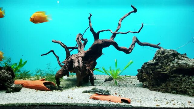 Tetras are a collective group of species from the Characin family. For the most part, these are small gregarious species with varied and bright colors. Little orange fish