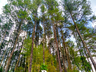 Fototapeta premium Low angle view in a beautiful forest in pacet, mojokerto