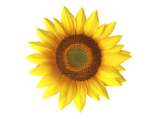 Fototapeta premium A sunflower isolated against a transparent background, ideal for floral designs, nature themes, or botanical content.