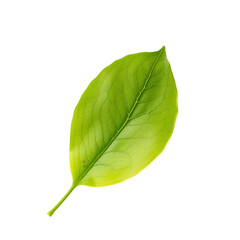 Obraz premium A single 3D green leaf with intricate veins on a clean white background