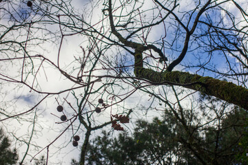 Bare Tree and Sky