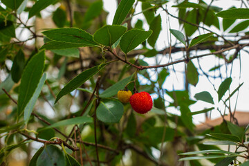  Red Berry in the forest