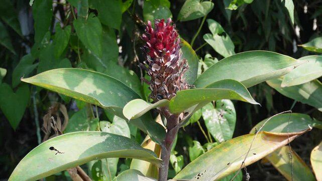 Costus spicatus, also known as&nbsp;spiked spiralflag ginger&nbsp;or&nbsp;Indian head ginger