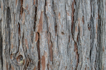Calocedrus decurrens, incense cedar and California incense cedar (syn. Libocedrus decurrens Torr.)  Los Angeles County, California. Angeles National Forest / San Gabriel Mountains National Monument.