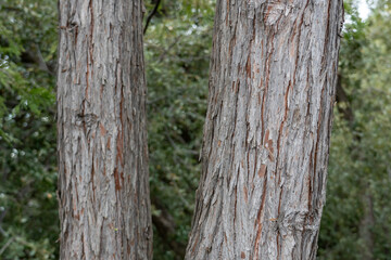 Calocedrus decurrens, incense cedar and California incense cedar (syn. Libocedrus decurrens Torr.)  Los Angeles County, California. Angeles National Forest / San Gabriel Mountains National Monument.