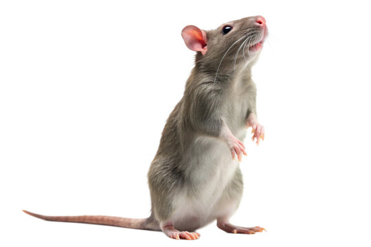 rat in front of background - Powered by Adobe