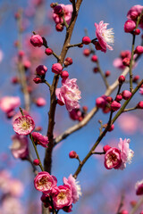 Plum Bossom in Winter