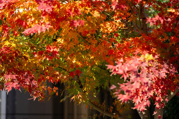 Colorful Leaves in Autumn