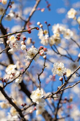 Plum Bossom in Winter