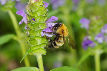 ウツボグサの蜜を吸うトラマルハナバチ