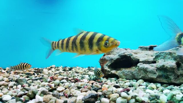 Botsia are bottom-dwelling fish from the Loach family. The group contains medium-sized and large representatives, for example, the clown botia. Live in packs. Striped orange-black fish.