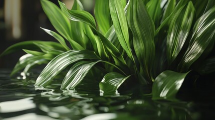 Obraz premium Flowing arrangement of crinum leaves in water nature scene serene environment close-up perspective organic design