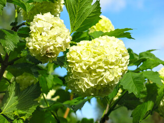 white hydrangea (Hydrangea arborescens) blooms in the garden in summer