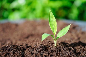 Tree growing with hand, eco earth day, save world, save earth, go green