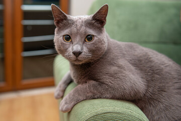 Russian blue cat lies on the sofa. Russian blue cat posing for the camera. İstanbul, Türkiye.