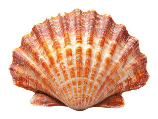Large Plain Sea Shell Isolated on White Background Image