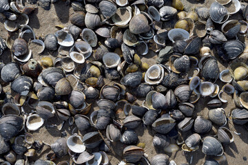asian clam resp.Corbicula on the River bank,Rhine River,Rhineland,Germany