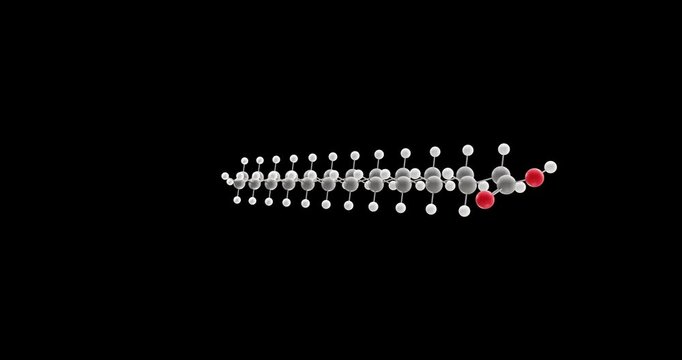 Lignoceric acid molecule, rotating 3D model of saturated fatty acid, looped video on a black background