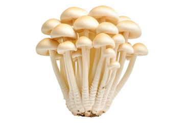 White Enoki mushroom isolated on a white transparent background.