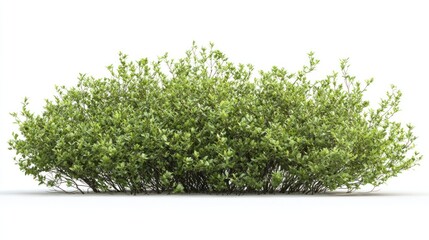 Obraz premium Lush green shrub isolated on white background.